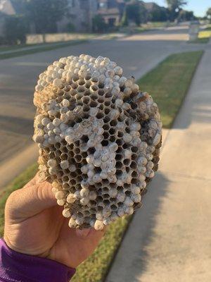 Wasp nests