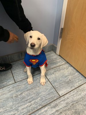 Krypto is our superdog!