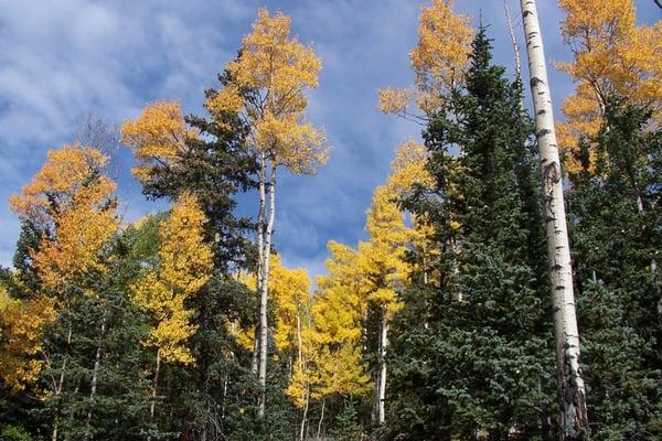 Spanish Peaks Land Company