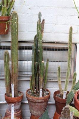 Huge cacti