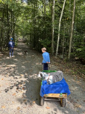 Pine Cone Farm Dog Walking and Pet Care