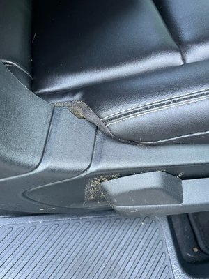 Dog Poop in back seat