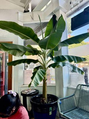 Amazing indoor banana tree!