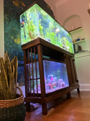 Creative Aquarium Nation