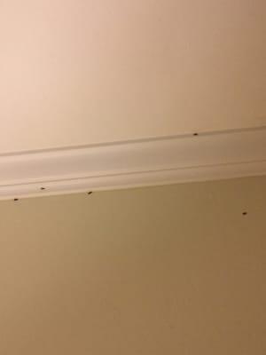 Flying ants on the walls.