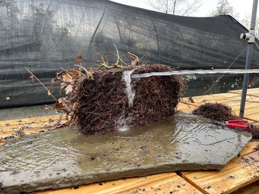 Japanese Maple Forest roots cleaning