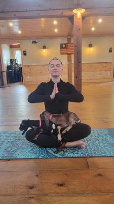 Baby goat yoga classes in the spencer, Palmer, Ludlow, auburn, Brookfield Massachusetts area accommodating all level Yogis