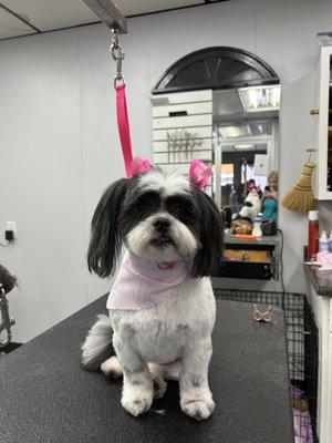 Shih Tzu