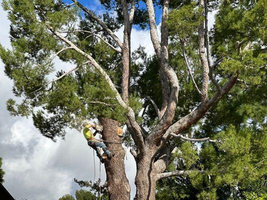 Pine trunk removal