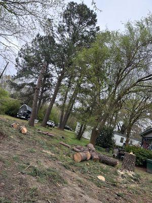 Pine trees removal