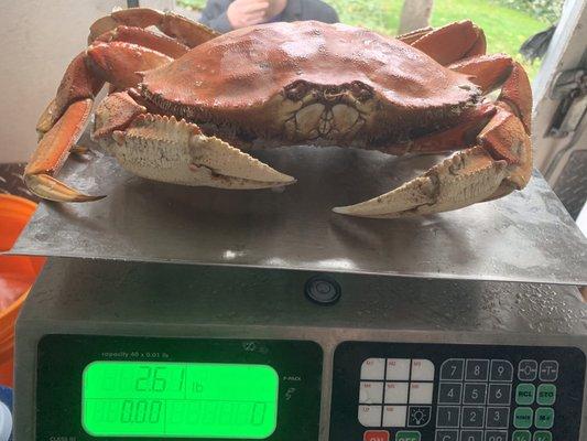 Dungeness Crab