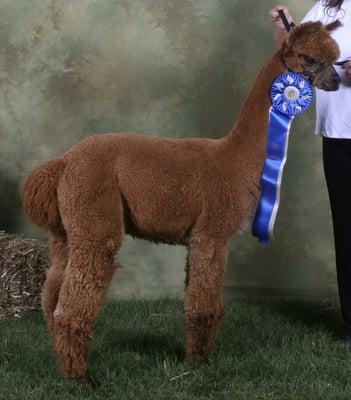 Award-winning alpacas at Sandy Creek Alpacas