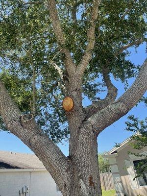 Tree trimming