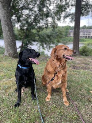 Two well groomed dogs!