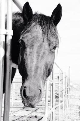 Desert Mountain Equestrian