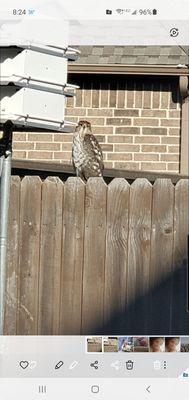 Beautiful hawk does not like the feeders, but loves a dove for lunch the feeders attract.