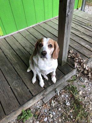 Doggie Daycare and Hotel