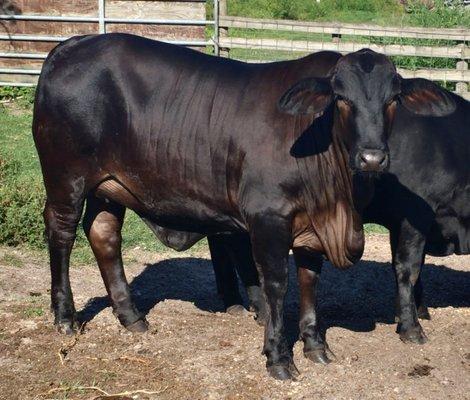 Raney Cattle Sales