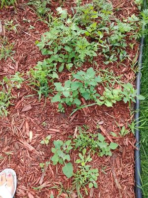 Weeds in our new wood chips