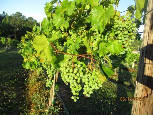 The Vineyard at Hominy Creek