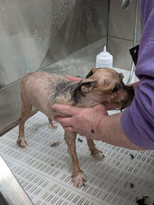 Naked bath after being de-matted