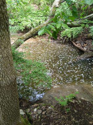 Pool over a sinkhole and below the small waterfall.