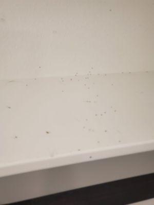 This is the worst company. Each time they come spray we get the worst ant infestation in rooms that are COMPLETELY empty.