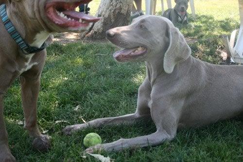 Resting under the shade after some playtime at the park