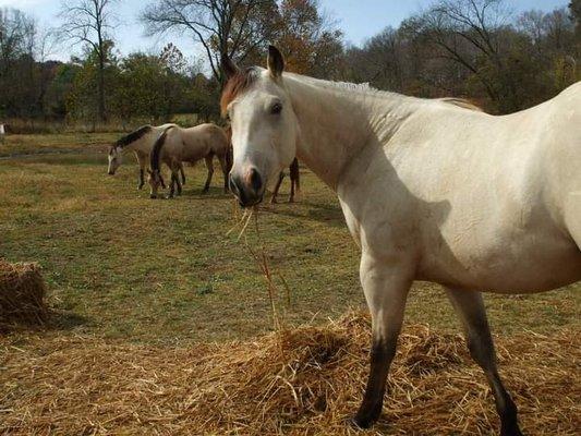 Two of my buckskins that were foaled by Dr. Obrien.  My mare is in the middle.  Glory is far left, then Star, then Spirit.