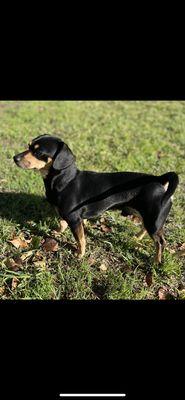 Black miniature, dachshund/terrier mix 6yr boy