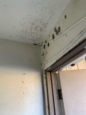 mold in outdoor storage unit