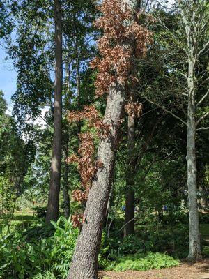 Dead tree