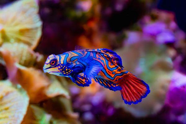 Mandarin Dragonet