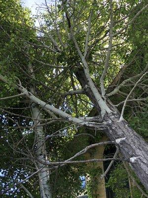 A tree that has fell on a house