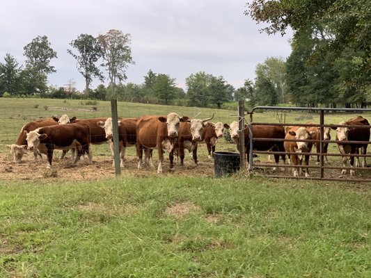 Miniature Herefords