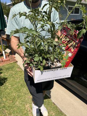 Laurel's Heirloom Tomato Plants