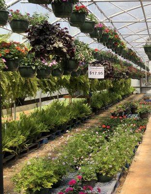 Inside the green house