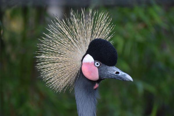 Crowned Crane