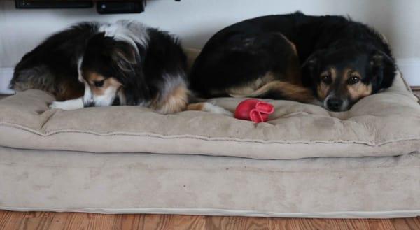 Maddie and Sadie enjoying Day Care