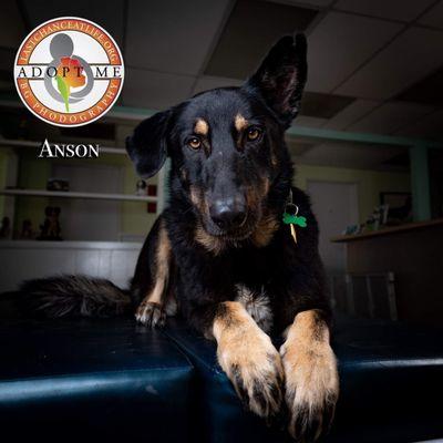 Anson has been adopted!