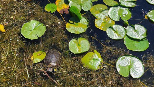 Turtle resting amongst the lilies