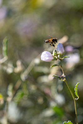 Santa Barbara Botanic Garden