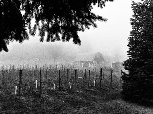 View across the vineyard to the neighboring barn.