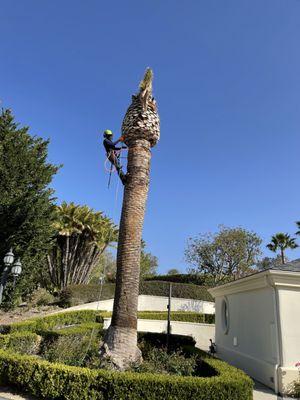 Al’s Tree Service & Landscapes