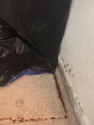 Mold on walls and carpeting