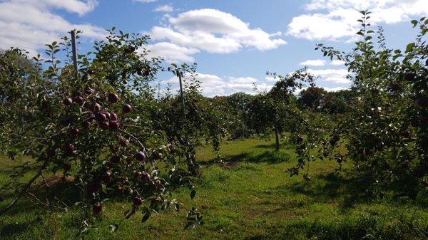 Smith Orchard