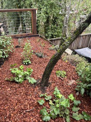 Newly installed woodland native garden.