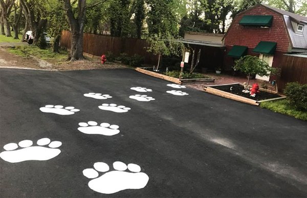 Puppies and kitties love to visit  Never Never Land