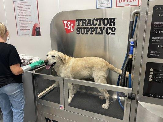 Duke getting a bath