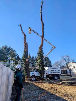 White Pine tree removed .